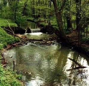 Rzeka Kołodziejka w rezerwacie Przekop